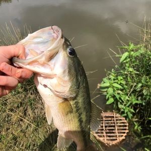 Meet your Posher, Jaden